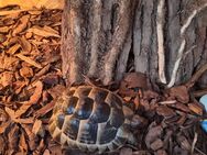 Schildkröte,Maurische Landschilkrote(Testudo graeca) - Rodenbach (Hessen)