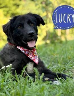 Lucky ein lieber Bub - Flörsheim-Dalsheim