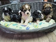 Bolonka-Shih-tzu Welpen - Trusetal Trusetal