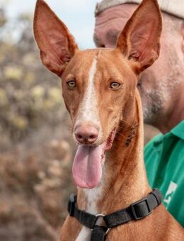 Sinchi - jung und voller Energie - Bochum