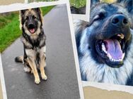 Schäferhund Welpe - Rüde - Bredstedt