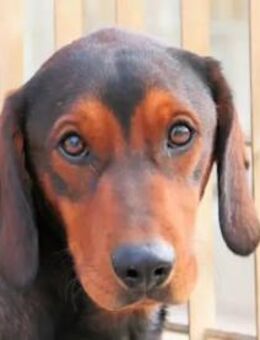 MICHELE - ein Freund fürs Leben - Regensburg