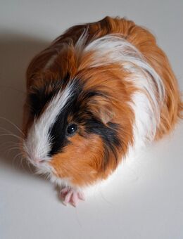 Meerschweinchenweibchen Sheltie - Salzgitter