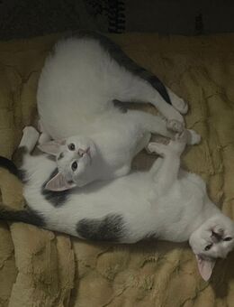 Kitten Kätzchen - Schmitten