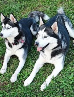 Selah und Nanuk ❤️❤️ - Burgsinn