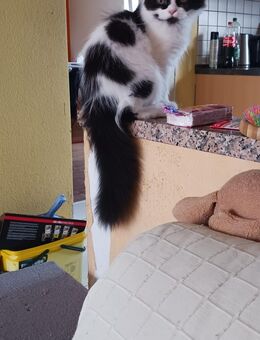 Perser Kitten Mix Dalmatiner - Oberderdingen