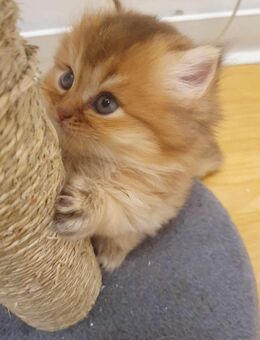 Wunderschöne Bkh kitten - Oldenburg