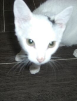 Kitten - junger Kater 16 Wochen alt - Wohnungsaufzucht - Magdeburg