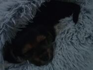 Yorkshire Terrier - Wurmannsquick
