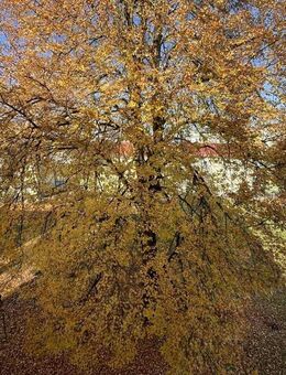 Freie 2-Zi. ETW in einer Wohnanlage mit grünem Innenhof südlich der Altstadt von Regensburg - Regensburg