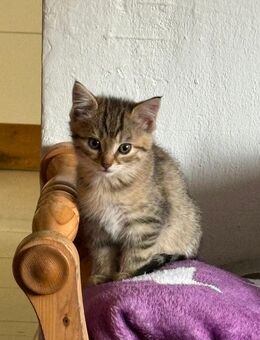 Hübsche BKH-Kitten Mix - Florstadt Florstadt