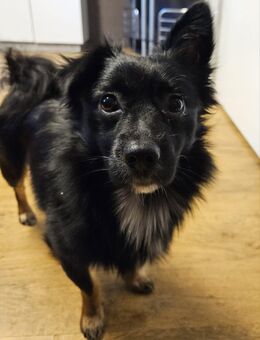 Pommerian-Chihuahua Mix - Bergkamen