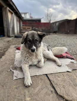 Hedi Große Seele auf vier Pfoten - Chemnitz