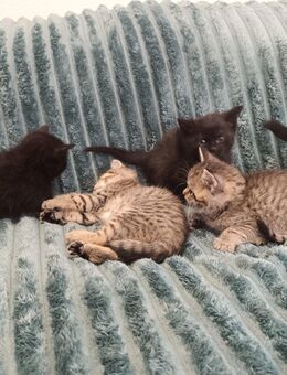Katzen - Selters (Taunus)