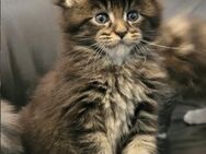 2 Süße Maine Coons: 1 Mädchen in blue tortie (smoke) white 1 Kater in black tabby mit Papieren - Grafing (München)