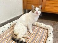 Handicap Katze Viola aus dem Tierschutz - Grevenbroich