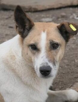 Schüchterne, liebe Crina sucht dringend - Kallmünz