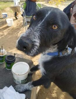 THISEAS - fröhlicher, aktiver Jagdhund - Aerzen