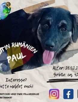 PAUL - möchte sich geborgen fühlen - Waakirchen