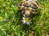 Zwei junge griechische Landschildkröten mit komplettem Innengehege abzugeben - Radevormwald (Stadt auf der Höhe) Zentrum