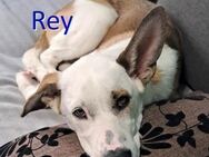 REY ❤ sucht Zuhause oder Pflegestelle - Langenhagen