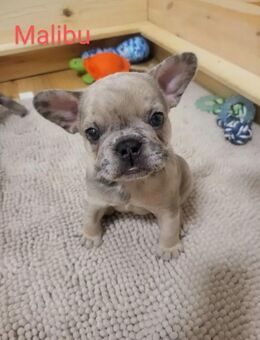 Französische Bulldoggen Welpen zu verkaufen – Bald abgabebereit! Standort: Nürnberg | Ab 1300€ - Nürnberg