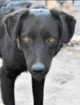 Chewie, jung, verspielt ..... - Bochum