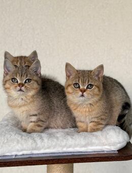 BKH Kitten - Rüsselsheim