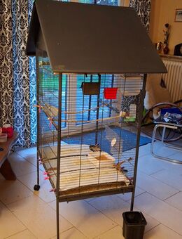 8 Vögel und Käfig zu verkaufen - Lasbek