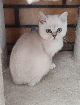 Traumhafte Bkh Silver Shaded Kitten suchen ein liebevolles Zuhause 🐾 - Vechta