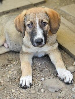 SAMMY - süßer Taps ist auf der Suche - Erfurt