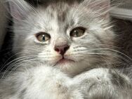 XXL Reinrassige Maine Coon Bärchen mit Stammbaum - Elsdorf (Nordrhein-Westfalen)