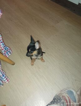 Kleine Jack Russell Pinscher Welpin - Dannenberg (Elbe) Zentrum