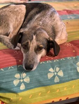 Pflegestelle gesucht für Coco - Celle