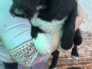 Gerry, verspielter Terrier Mix Welpe - Remagen