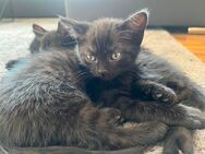 Babykatzen Bkh/ russisch blau - Gifhorn