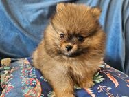 Zwergspitz/Pomeranian Welpe/Rüde sucht Familie - Bremen