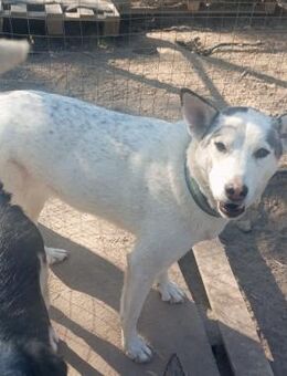 Dakota sucht ein Zuhause - Schwerte (Hansestadt an der Ruhr)