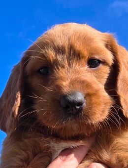Wunderschöne Labradoodle in Medium-Größe suchen ihr Zuhause - Waldmünchen Zentrum