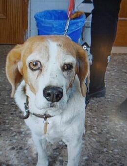 LORA eine reizende Beaglehündin - Bedburg