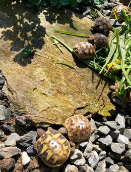Griechische Landschildkröten Babys aus 2024 und 2025 aus Freilandhaltung - Leverkusen