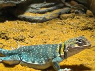 Halsbandleguan (Crotaphytus collaris) und Terrarium - Duisburg