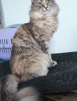 Maincoon Kitten suchen neuen Dosenöffner 🥰 - Mühldorf (Inn)