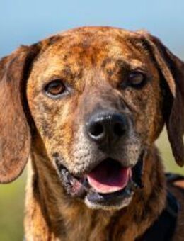 Thanos möchte endlich durchstarten!🐶✨ - München