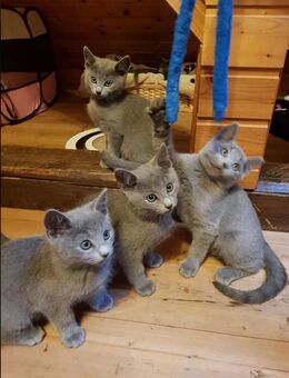 Russisch Blau Kitten reinrassig - Kalletal