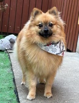 🐾 Montana Junge Kleinspitzhündin - Kassel