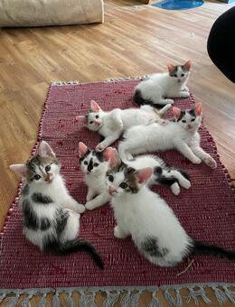 2 Kitten suchen ein zu Hause für Immer - Lüneburg