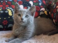 Russisch Blau Kitten mit Stammbaum Abgabebereit - Seckach
