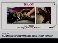 Kater vermisst - Usingen