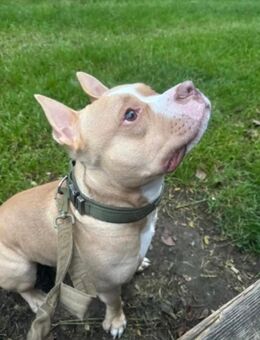 Total süßer junger Hund sucht ein tolles Zuhause - Köln Zentrum